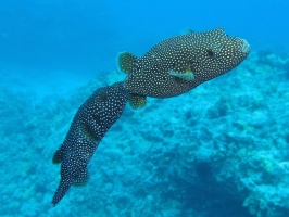 94 Spotted Puffers (mating  ) IMG 2460